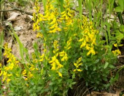 Genista germanica (janowiec ciernisty)