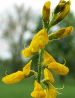 Genista germanica (janowiec ciernisty)