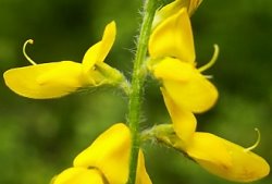 Genista germanica (janowiec ciernisty)