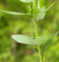 Genista germanica (janowiec ciernisty)