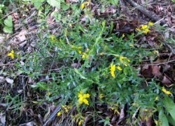 Genista germanica (janowiec ciernisty)