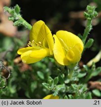 Genista pulchella