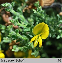 Genista pulchella