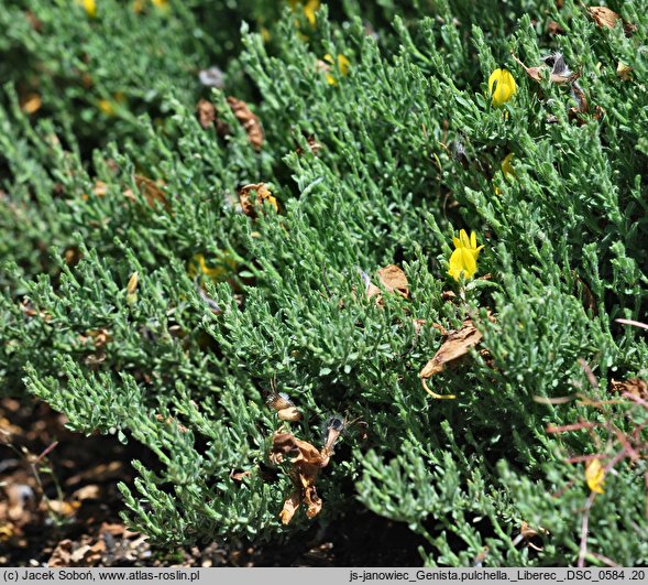 Genista pulchella