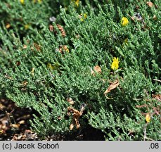 Genista pulchella