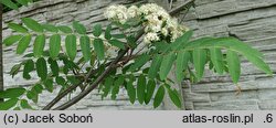 Sorbus forrestii (jarząb Forresta)