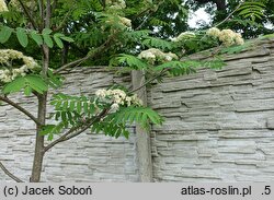 Sorbus forrestii (jarząb Forresta)