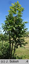 Sorbus sargentiana (jarząb Sargenta)