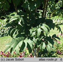 Sorbus sargentiana (jarząb Sargenta)