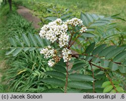 Sorbus vilmorinii (jarząb Vilmorina)