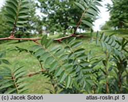 Sorbus vilmorinii (jarząb Vilmorina)