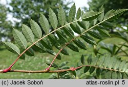 Sorbus vilmorinii (jarząb Vilmorina)