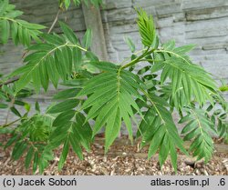 Sorbus americana (jarząb amerykański)