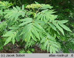 Sorbus americana (jarząb amerykański)