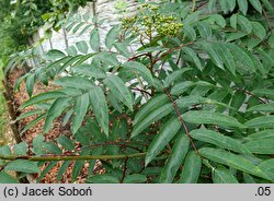 Sorbus americana (jarząb amerykański)