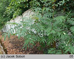 Sorbus americana (jarząb amerykański)