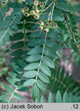 Sorbus koehneana (jarząb Koehnego)