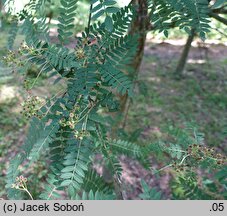 Sorbus koehneana (jarząb Koehnego)