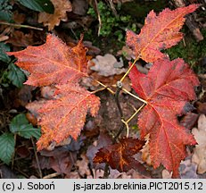 Sorbus torminalis