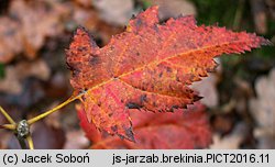 Sorbus torminalis