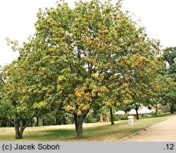 Sorbus torminalis (jarząb brekinia)