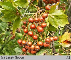 Sorbus torminalis (jarząb brekinia)