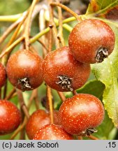 Sorbus torminalis (jarząb brekinia)