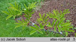 Sorbus commixta Carmencita