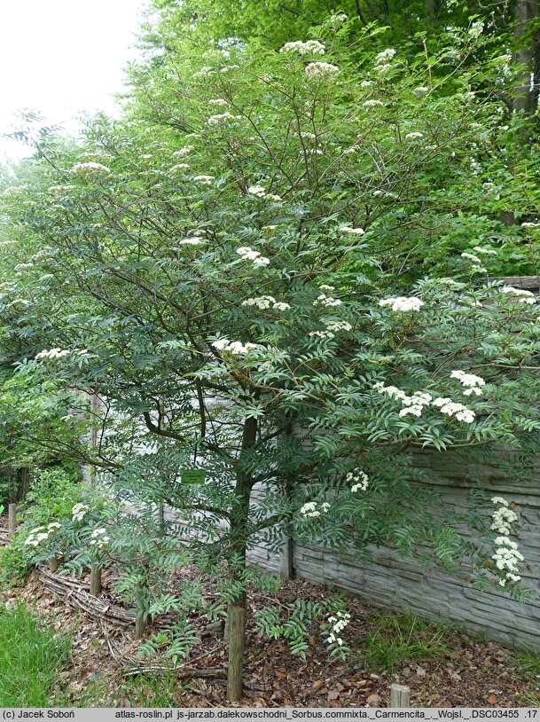 Sorbus commixta Carmencita