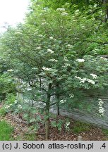 Sorbus commixta Carmencita