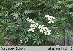 Sorbus commixta Carmencita