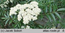 Sorbus commixta Carmencita