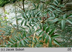 Sorbus commixta Carmencita