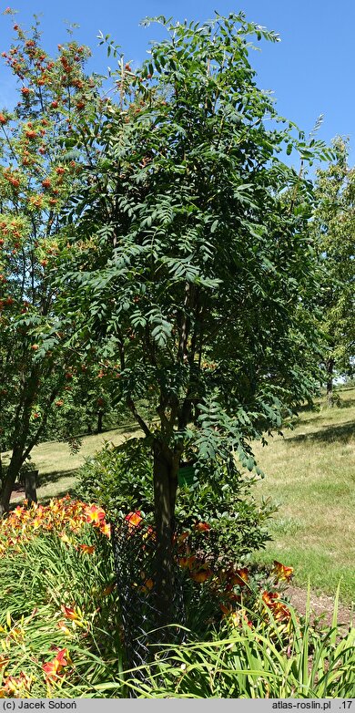 Sorbus domestica Sossenheimer Riesen