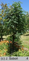Sorbus domestica Sossenheimer Riesen
