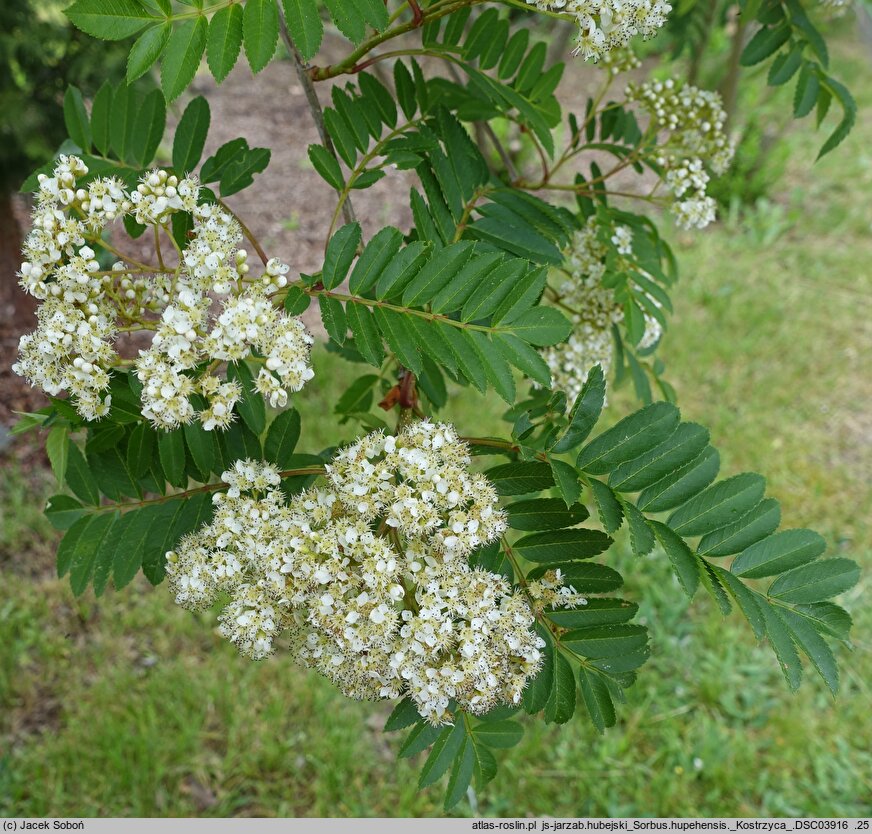 Sorbus discolor (jarzębina dwubarwna)