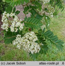 Sorbus discolor (jarzębina dwubarwna)