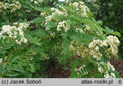 Sorbus discolor (jarzębina dwubarwna)