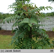 Sorbus discolor (jarzębina dwubarwna)