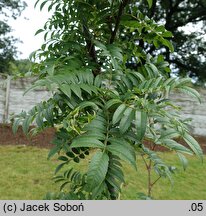 Sorbus discolor (jarzębina dwubarwna)