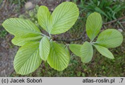 Sorbus aria (jarząb mączny)