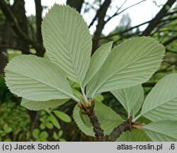 Sorbus aria (jarząb mączny)
