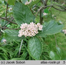 Sorbus sudetica (jarząb sudecki)