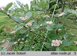 Sorbus sudetica (jarząb sudecki)