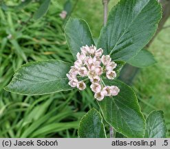 Sorbus sudetica (jarząb sudecki)