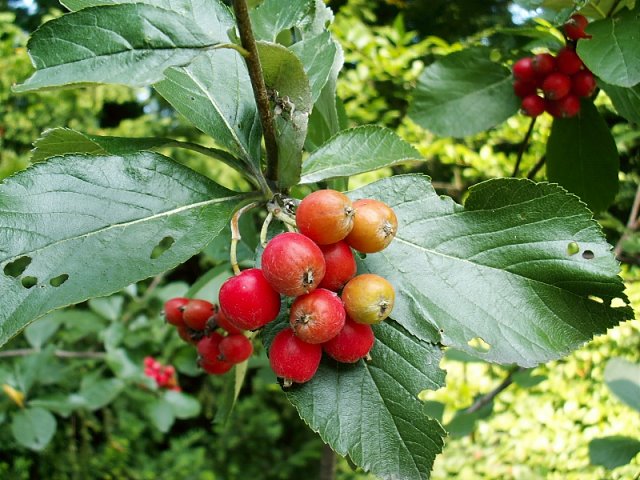 Sorbus chamaemespilus