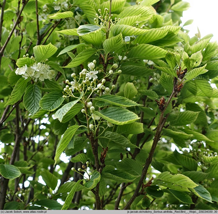 Sorbus alnifolia Red Bird