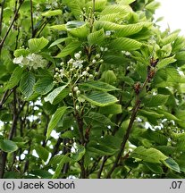 Sorbus alnifolia Red Bird