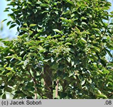 Sorbus alnifolia Red Bird