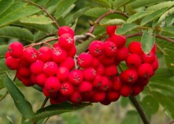 Sorbus aucuparia (jarząb pospolity)